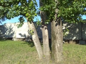 камера Sony Xperia U &mdash; примеры снимков