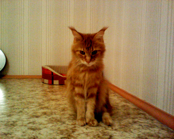 Пример снимка на фронтальную камеру HP TouchPad