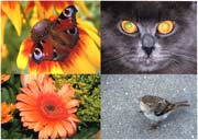 Печать фотографий, с полями