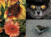 Копирование фотографий