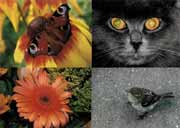 Копирование фотографий