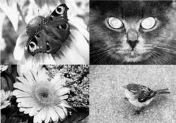 ������ ����������