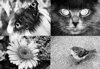 ������ ����������