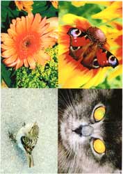 ����������� ���������� �� ����������