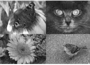 ������ ����������