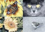 ������ ����������, ������ ������ �, ICM