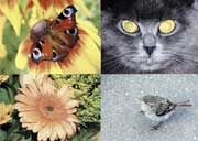 ������ ����������, ������ ������ �