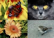 ������ ���������� �� ����������� ������